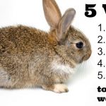 5 ways to not lose weight little bunny weight loss and wellness solutions