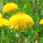 dandelions edible weight loss and wellness solutions