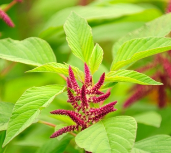 Amaranth: One Of The Most Abundant and Healthy Plants In Mexico